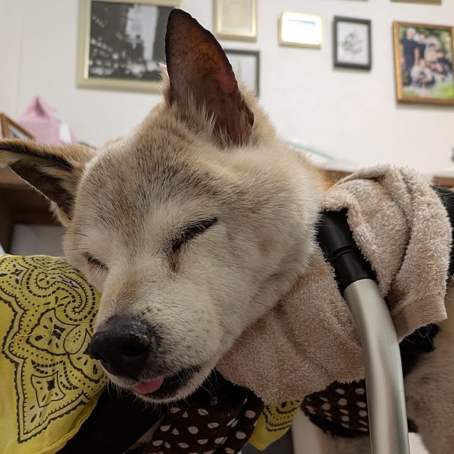 ponhanaさんの部屋