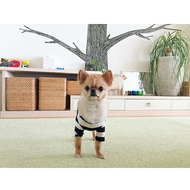 haruhinaさんの実例写真