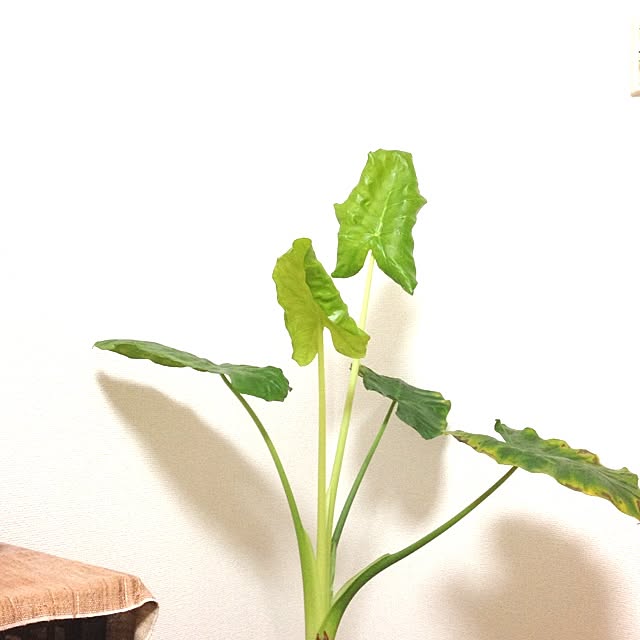 Musa89さんの実例写真