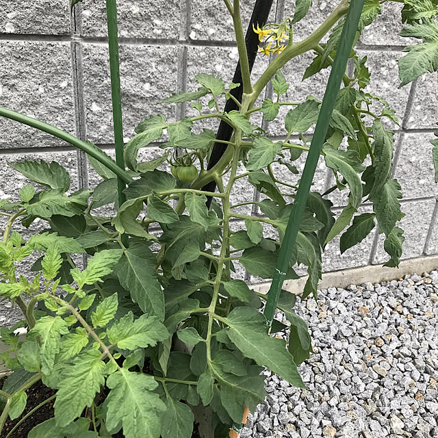 bonapetiさんの実例写真
