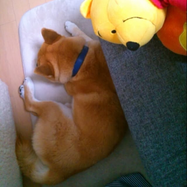 kotaさんの実例写真