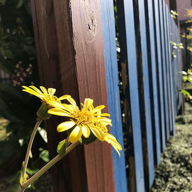 kokko3さんの実例写真
