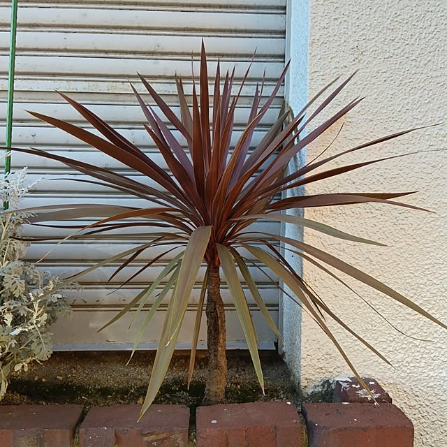 mikeさんの実例写真