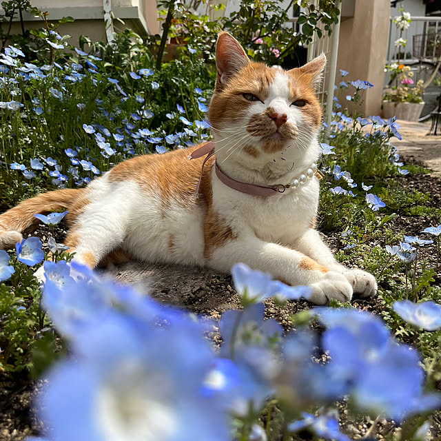 sakuraさんの実例写真