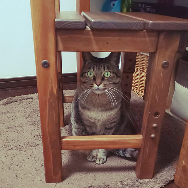 komugiさんの実例写真