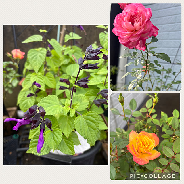 CoCo0617さんの部屋