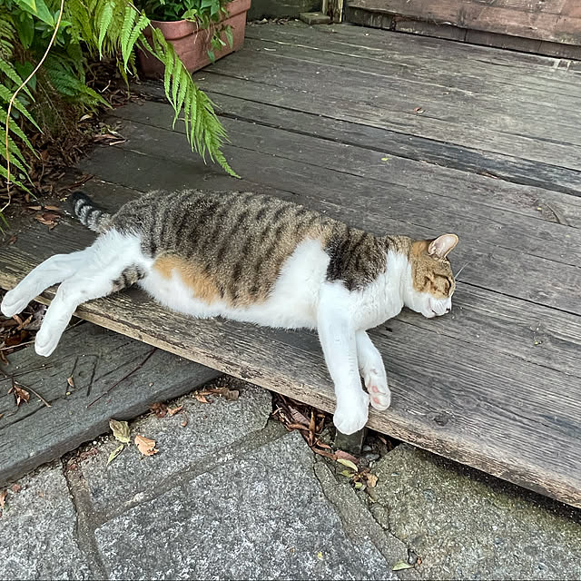 aureaさんの実例写真