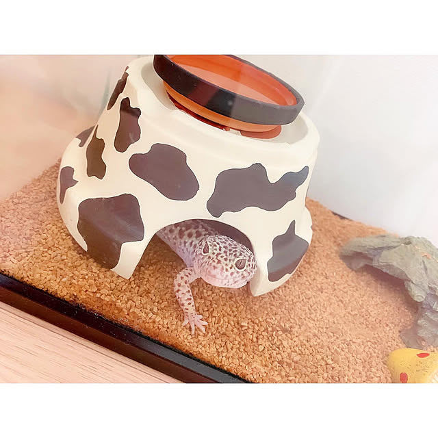 chaluさんの実例写真