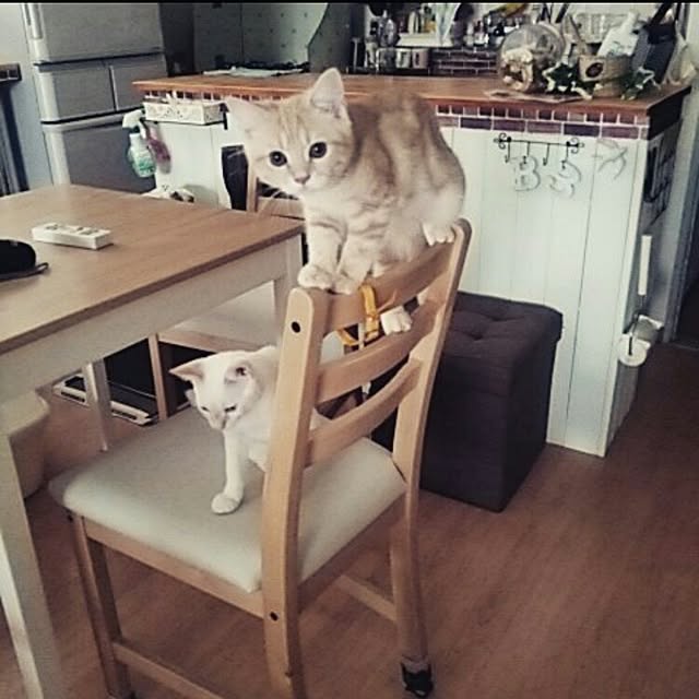 mntcさんの実例写真