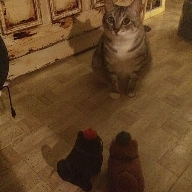 annさんの実例写真