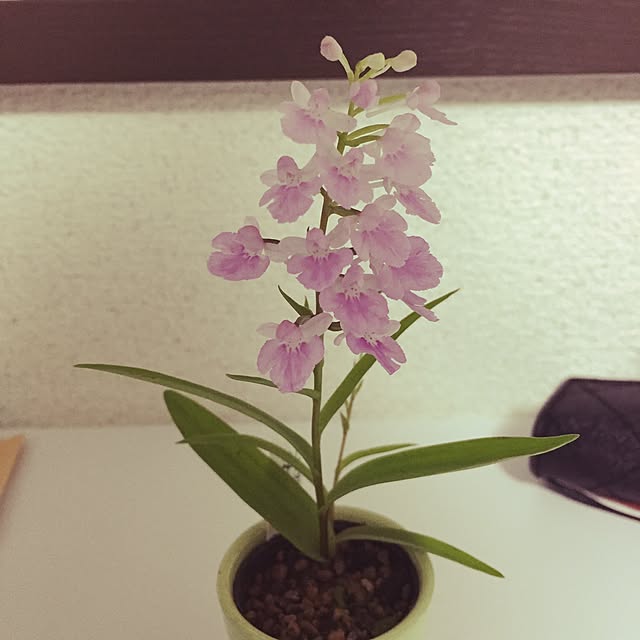 Harunaさんの実例写真