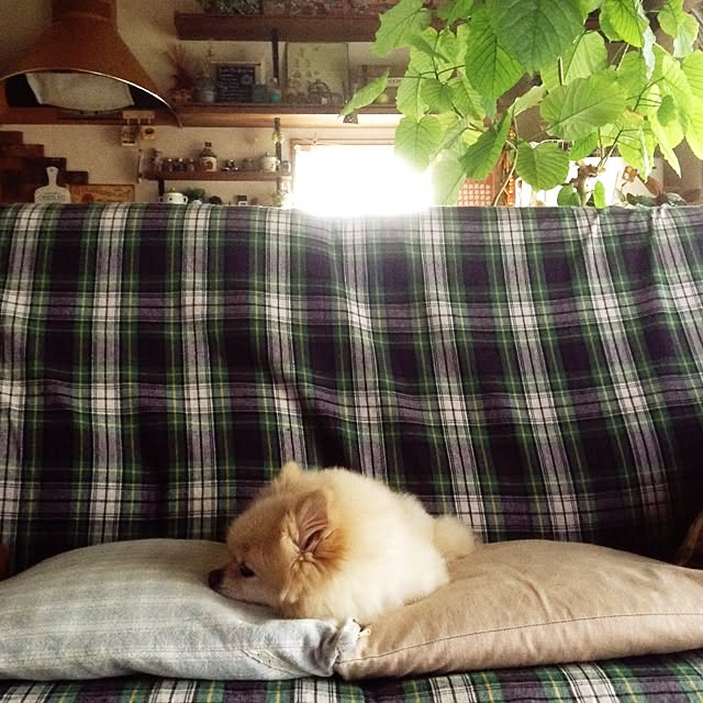 chabo0395さんの実例写真