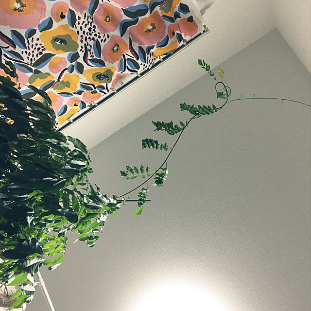 pipiさんの実例写真