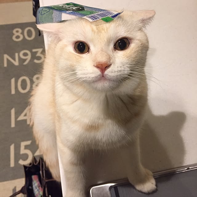 y.k.0123さんの実例写真
