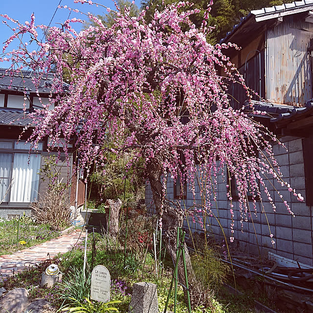 koppeさんの実例写真