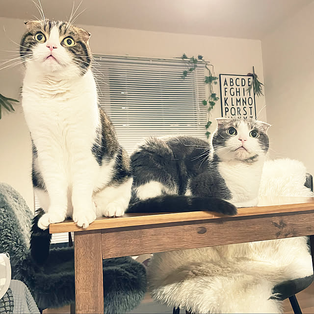 tansukeさんの実例写真