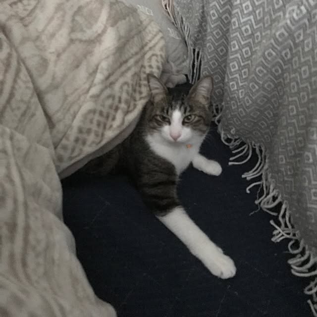 miruさんの実例写真