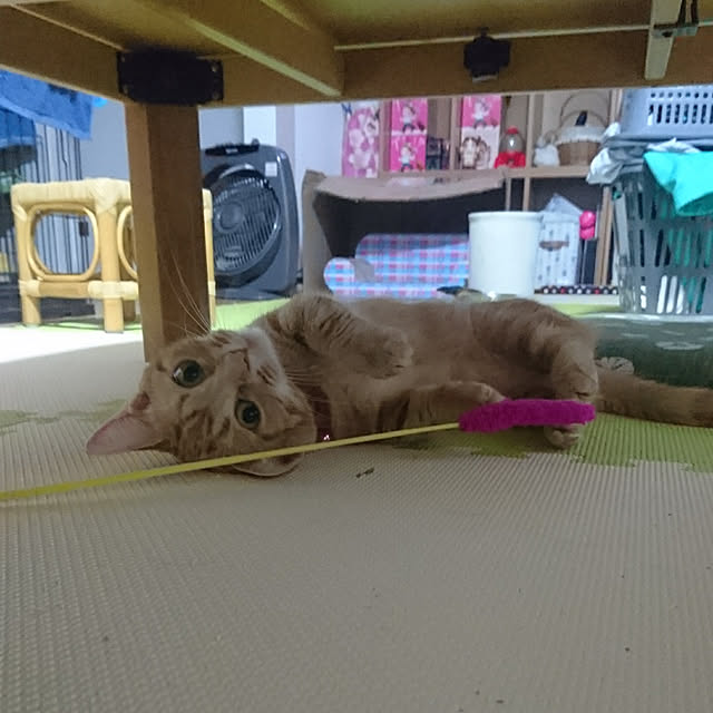 shinobuさんの実例写真