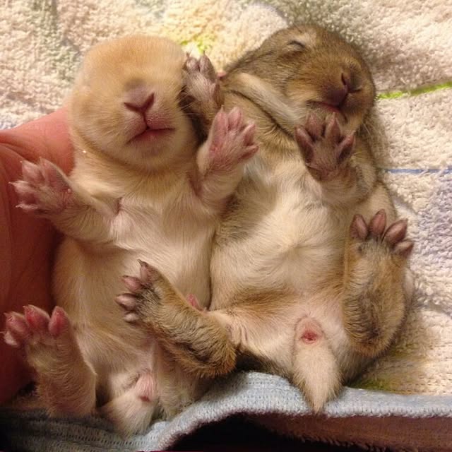 ChocolateNandasさんの実例写真