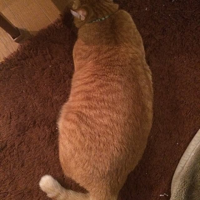 hiroleokunさんの実例写真