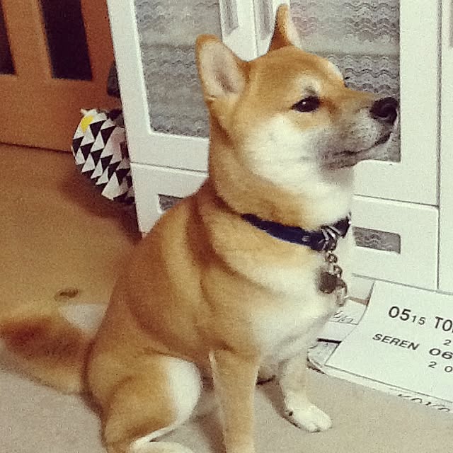 kotaさんの実例写真