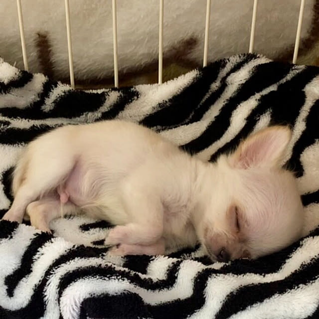 momakoさんの実例写真