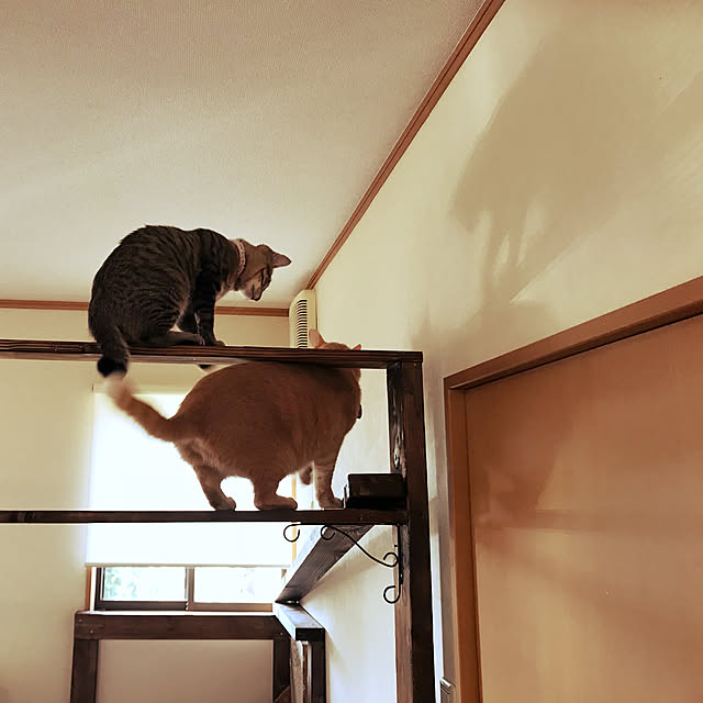 mikan161さんの実例写真