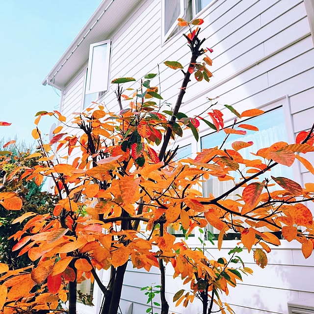 surviveさんの実例写真