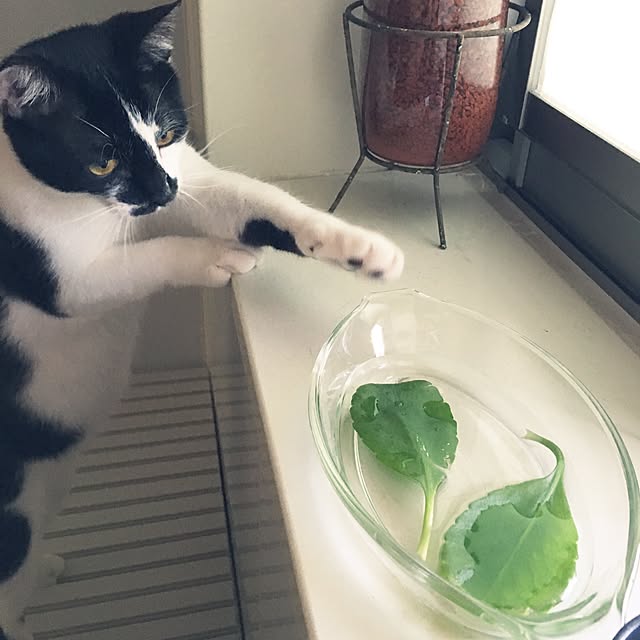 mikomaruさんの実例写真