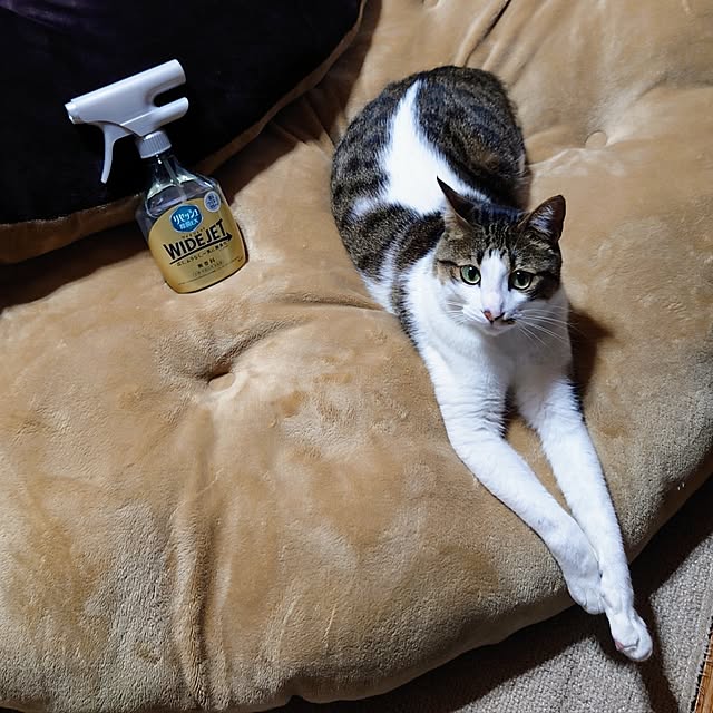 kikuさんの実例写真