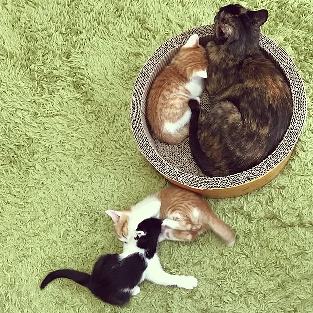noraさんの実例写真
