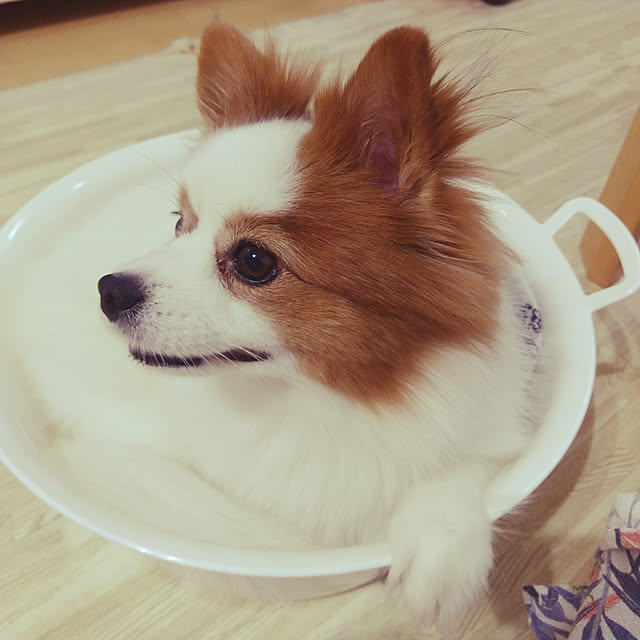 実例写真