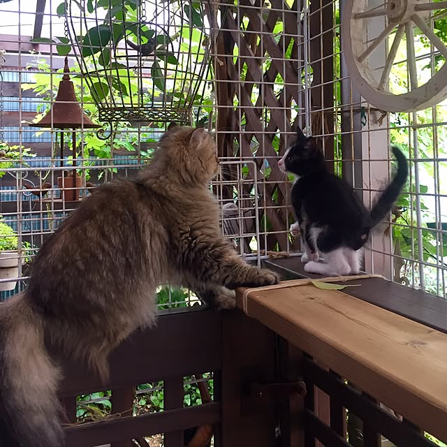 butachanさんの実例写真