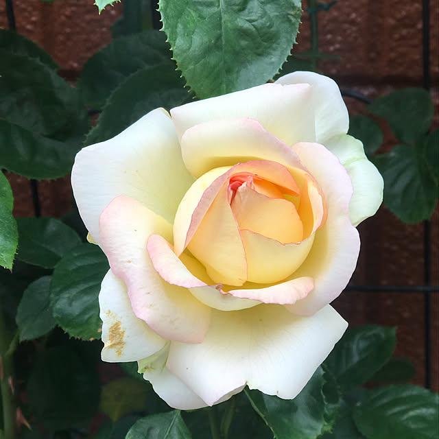 RoseLife5818さんの実例写真