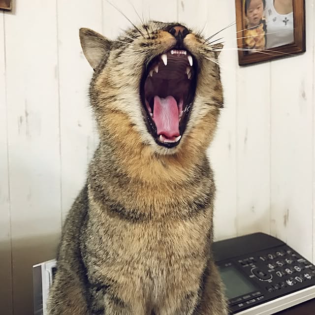pepeさんの実例写真