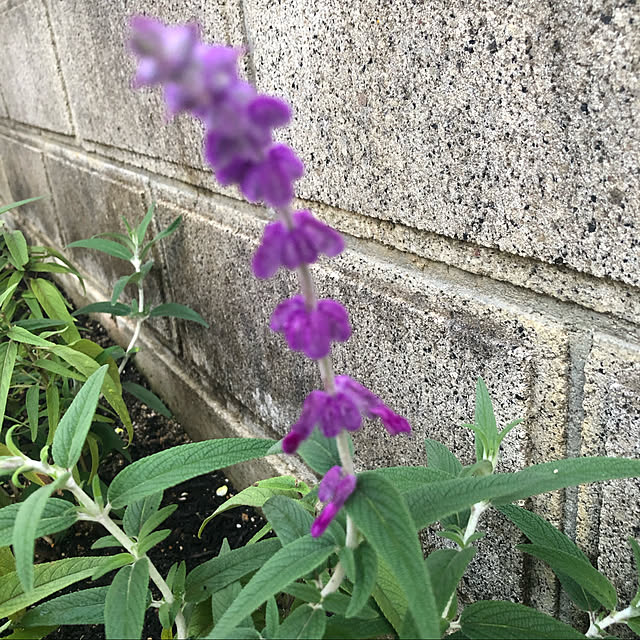 funfunさんの実例写真