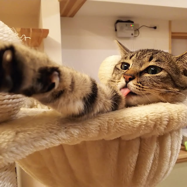 youkoasaさんの実例写真