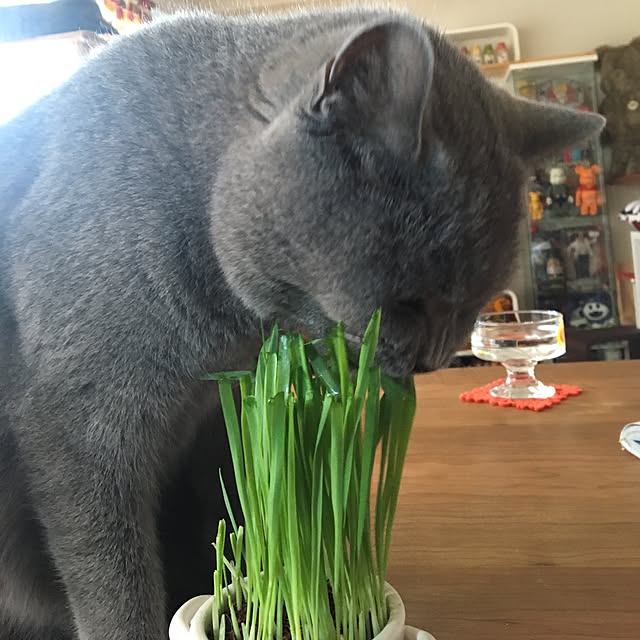 ikettenさんの実例写真