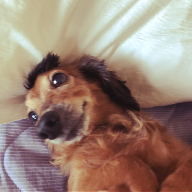 satoさんの実例写真
