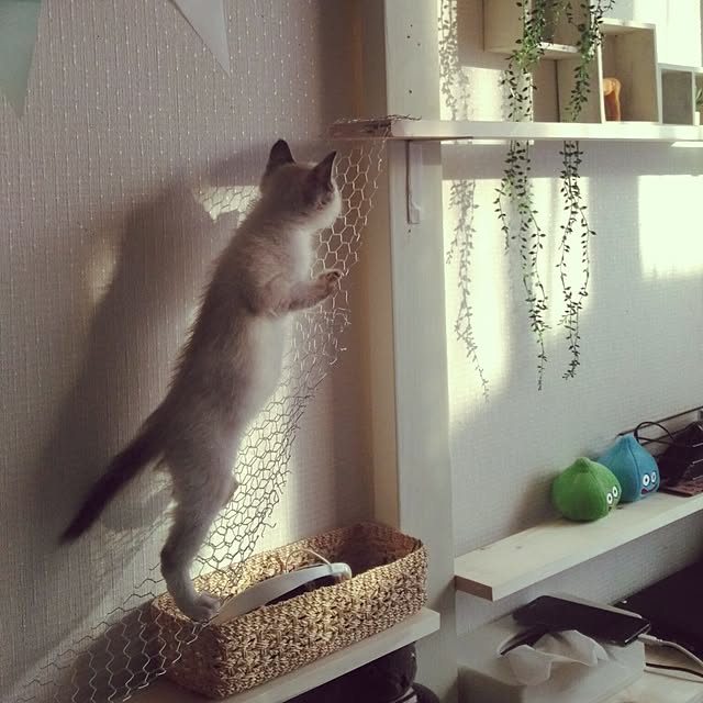 sisimaru1023さんの実例写真