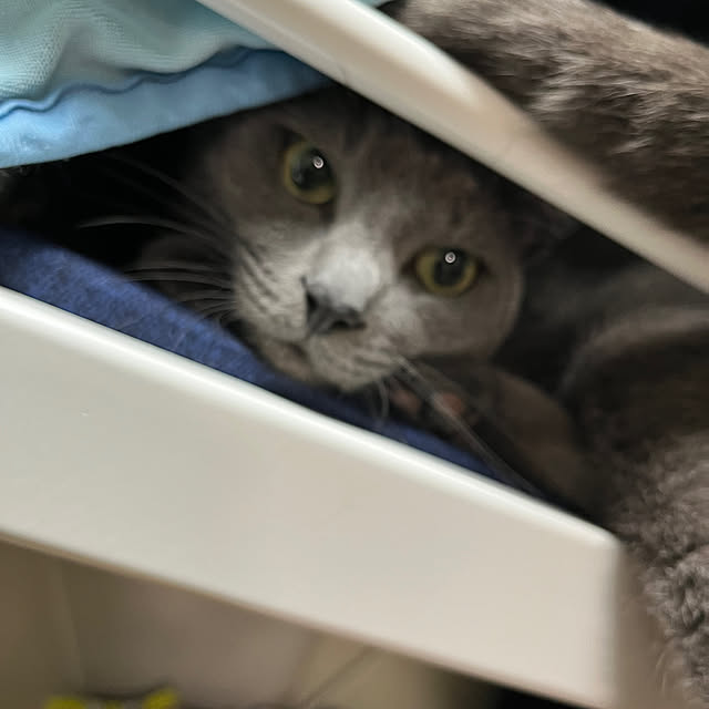 nekoさんの実例写真