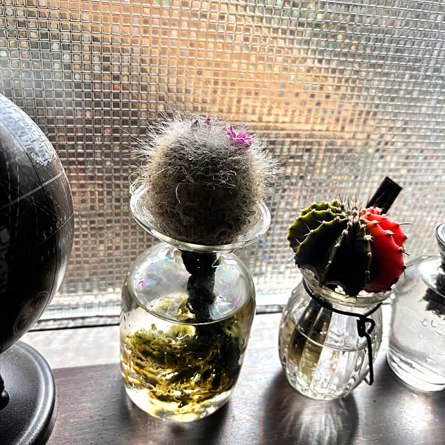 greycatsさんの部屋