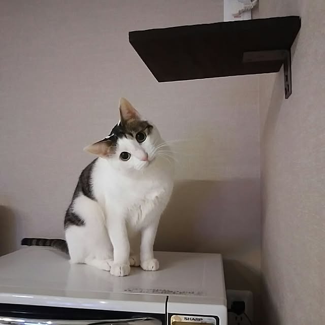 実例写真