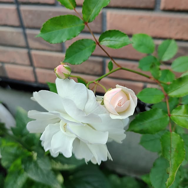 kiraさんの部屋