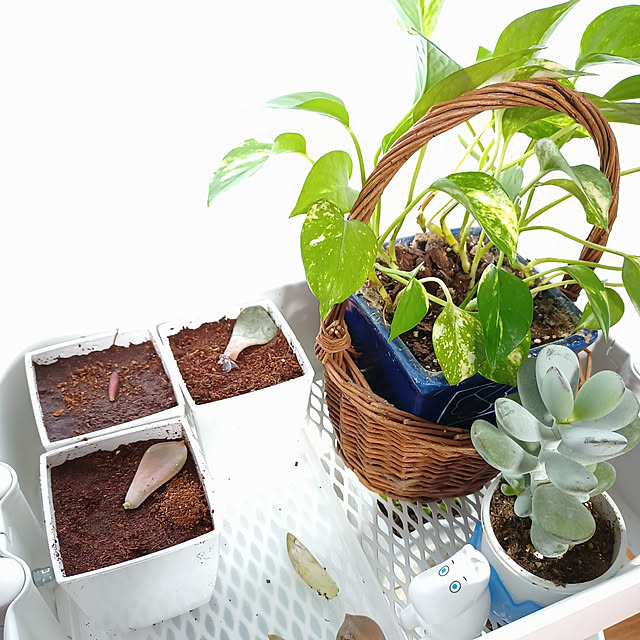 tomo5さんの実例写真