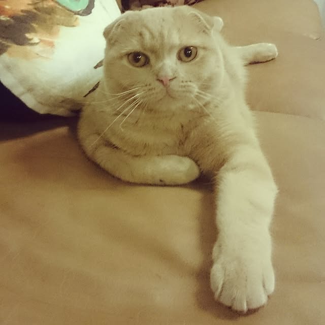 MarshmallowMuffinさんの実例写真