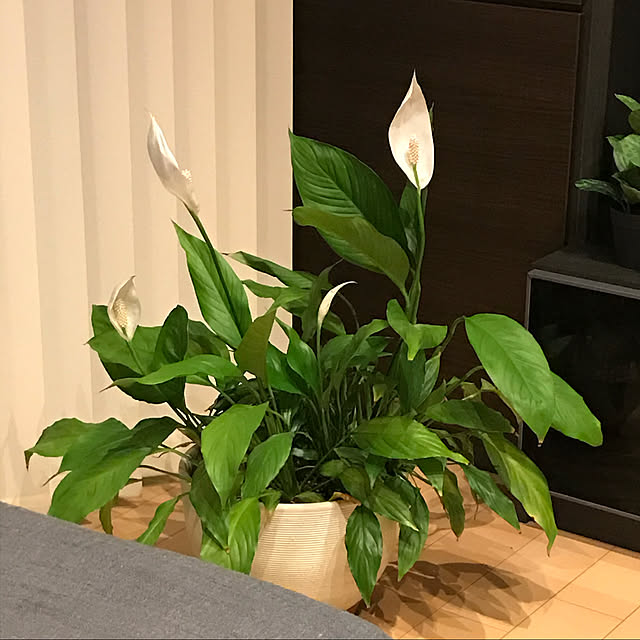 ryokku1231さんの実例写真