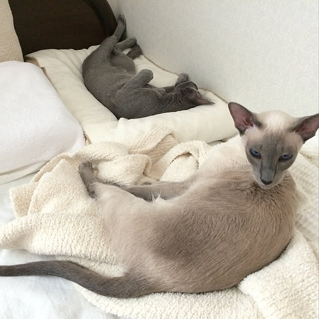 mujinekoさんの実例写真