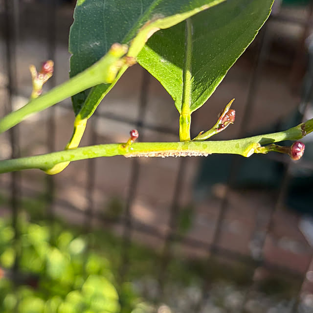applepieさんの部屋