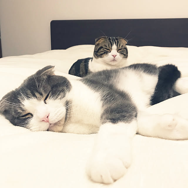 tansukeさんの実例写真